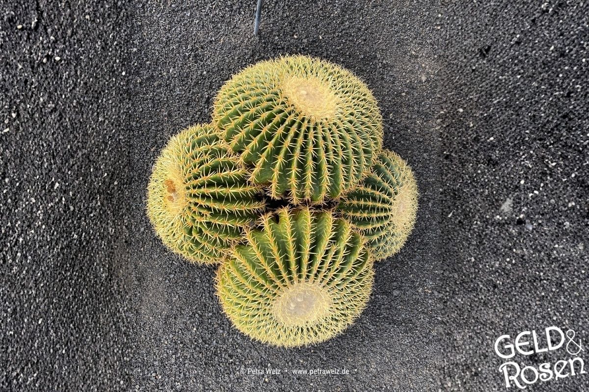 Das Bild zeigt einen Kaktus von oben auf dunklem, steinigen Untergrund als bildliche Metapher für Kompromissbereitschaft und Kompromisse (Bild: eigenes Material Petra Welz, Geld & Rosen, Düsseldorf).