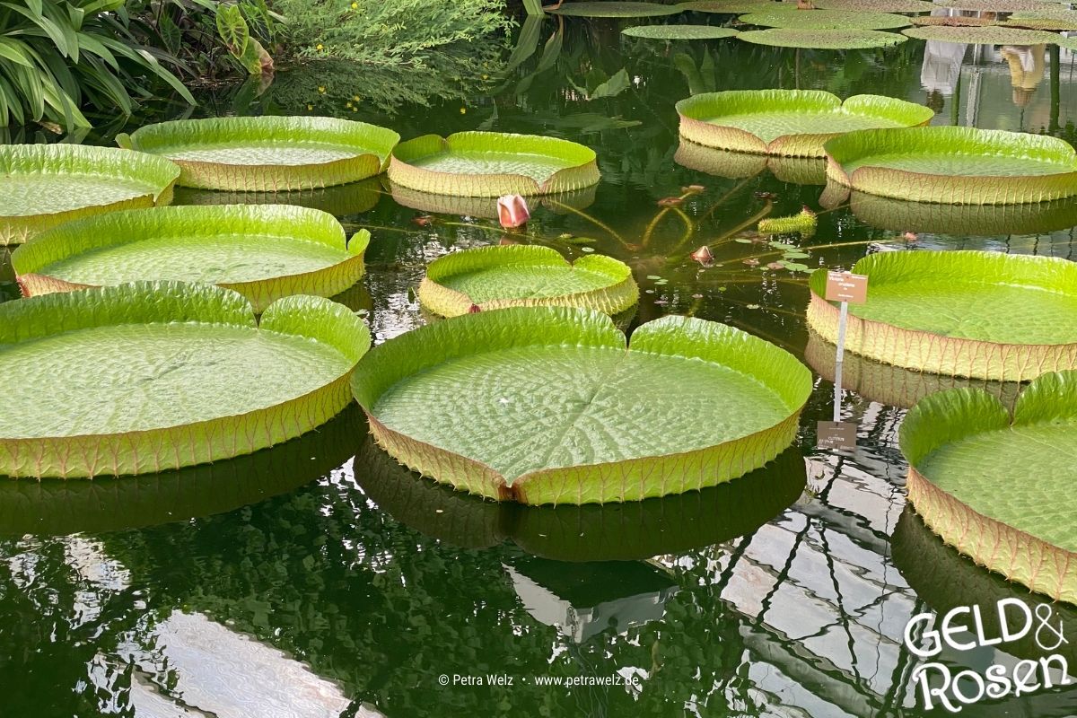 Das Bild Teichrosenteller in einem Teich als Bildmetapher für das Mindset "Kooperation statt Konkurrenz in der Selbständigkeit (Photocredit: Petra Welz, Geld & Rosen, Düsseldorf)